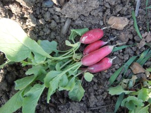 These radishes, called Patricia, are a different variety than I planted last year.
