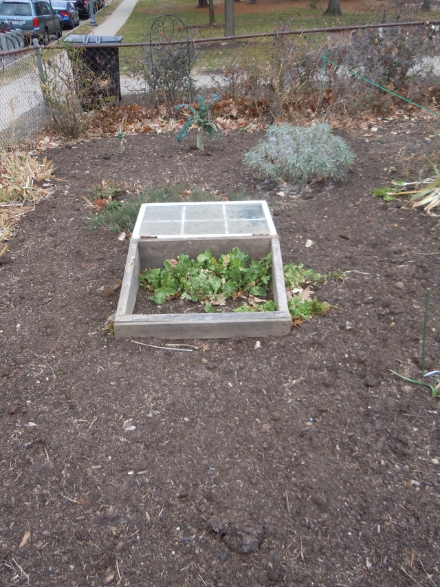 It hasn't yet been cold enough for the cold frame...