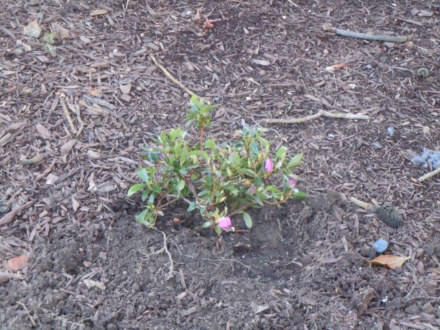 When I came back from the garden, he HAD planted it, among some other azaleas, which may have expired in our extended and mean winter.
