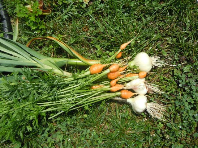 And this is what they look like harvested, with some baby carrots...